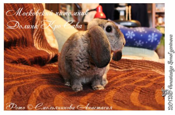 карликовые кролики: баран рекс шиншилловый